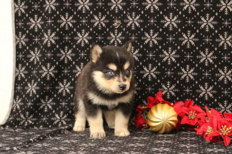 puppy, for, sale, Pomsky, Matthew B. Stoltzfus, dog, breeder, Gap, PA, dog-breeder, puppy-for-sale, forsale, nearby, find, puppyfind, locator, puppylocator, aca